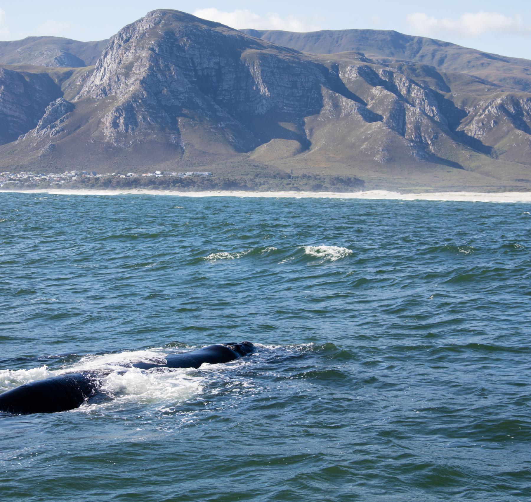 Hvalsafari i Hermanus, Sydafrika