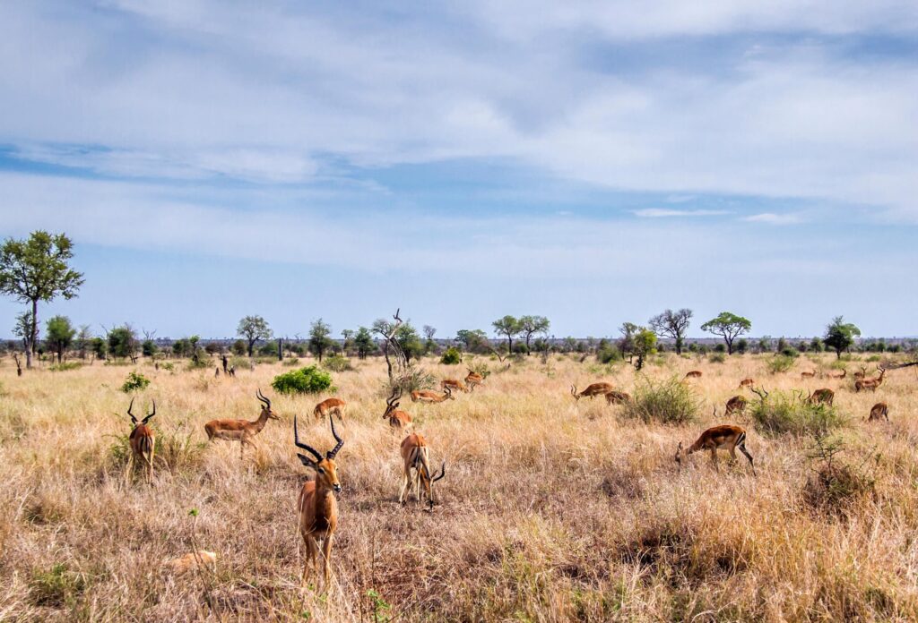 Blå himmel, savanne og træer og antilober i Sydafrika.