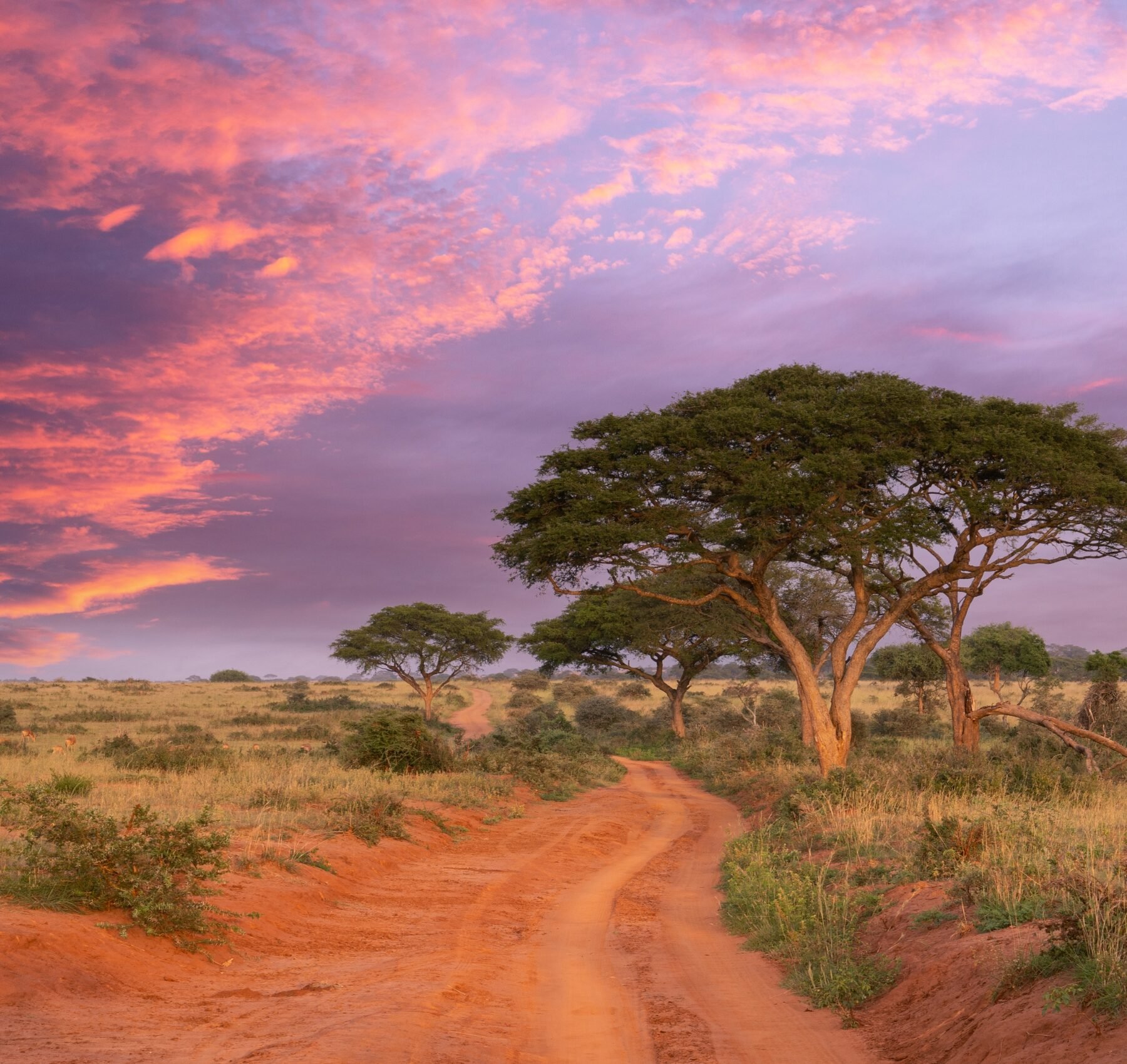 Grusvej gennem afrikansk landskab i solnedgang