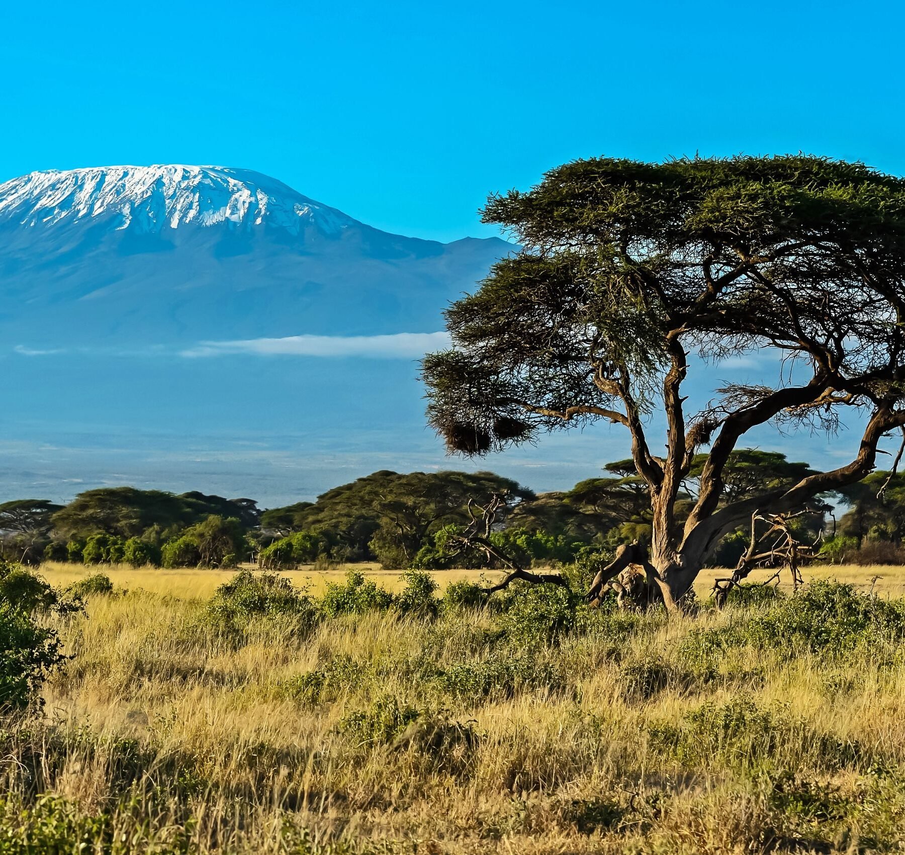 Udsigt mod snedækket bjerg fra savannen i Kenya