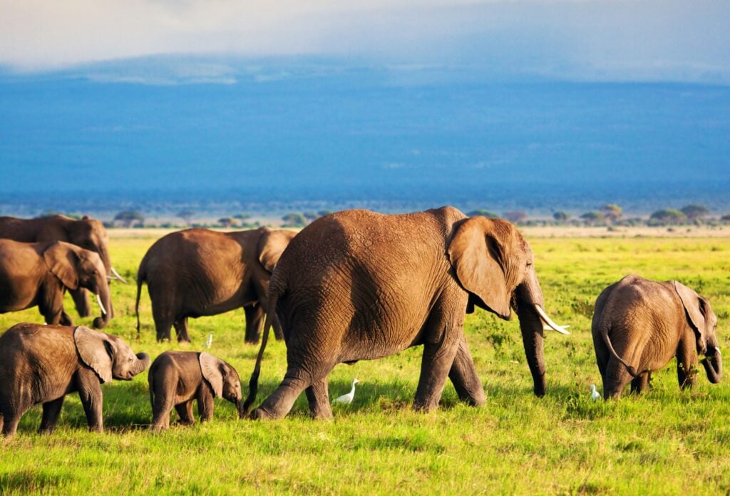 En flok elefanter på savannen i Afrika