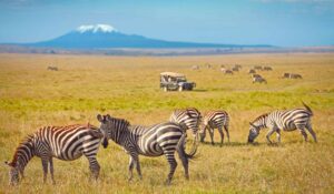 Zebraer på savannen i Afrika med snedækket bjerg i baggrunden.