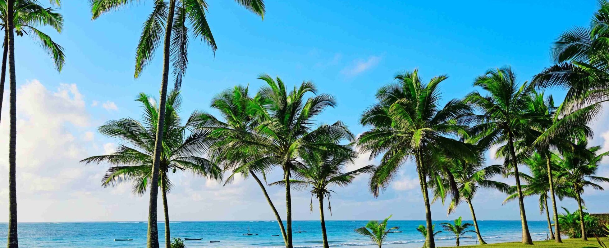 Diani Beach i Kenya – strand med grønt græs og palmer