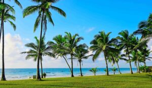 Palmer ved Diani Beach i Kenya