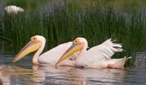 To pelikaner svømmer på en sø.