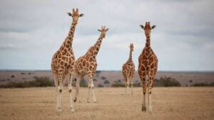 Giraffer på savannen i Afrika