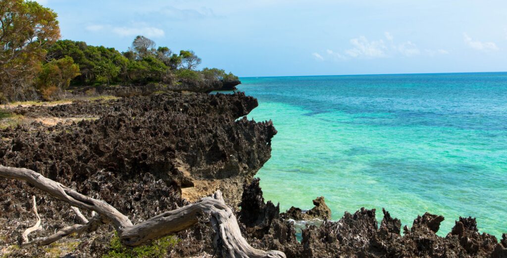 Vegetation ved kysten mod Det Indiske Ocean i Kenya