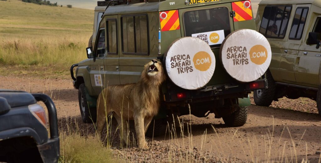 Løve gnubber sig op af en safari-jeep fra Afrika Safarirejser.