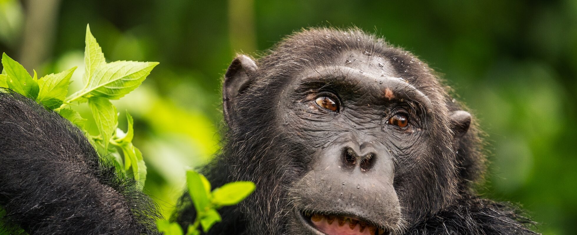 Chimpanse i Ugandas jungle