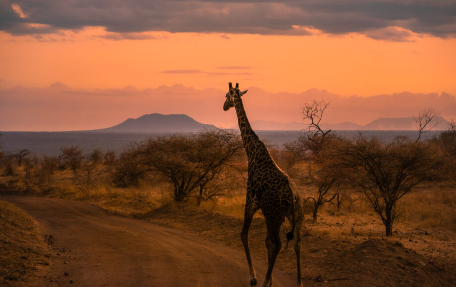 Giraf går over vejen i Tsavo West Nationalpark i Kenya ved solnedgang.