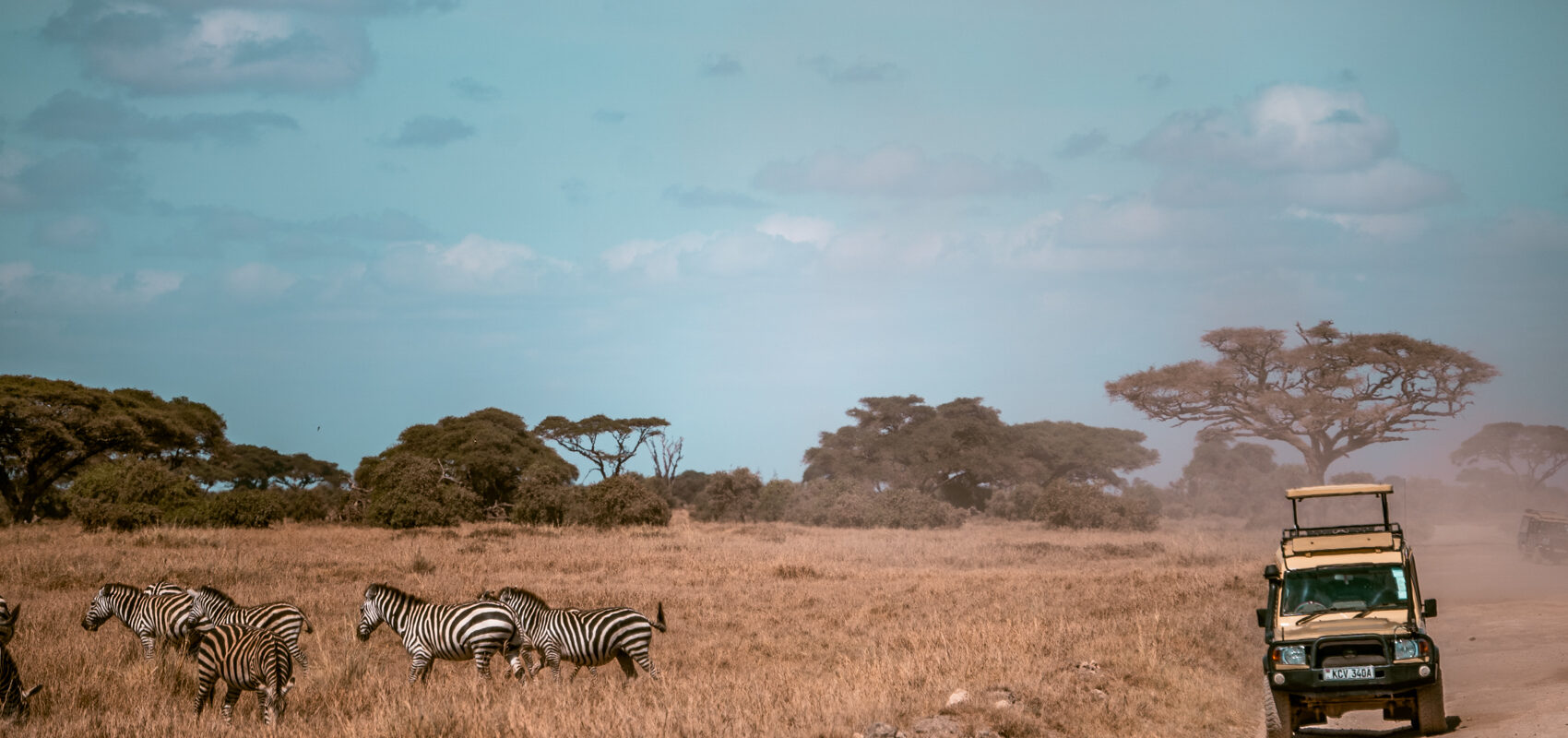Zebraer og en jeep på savannen i Kenya