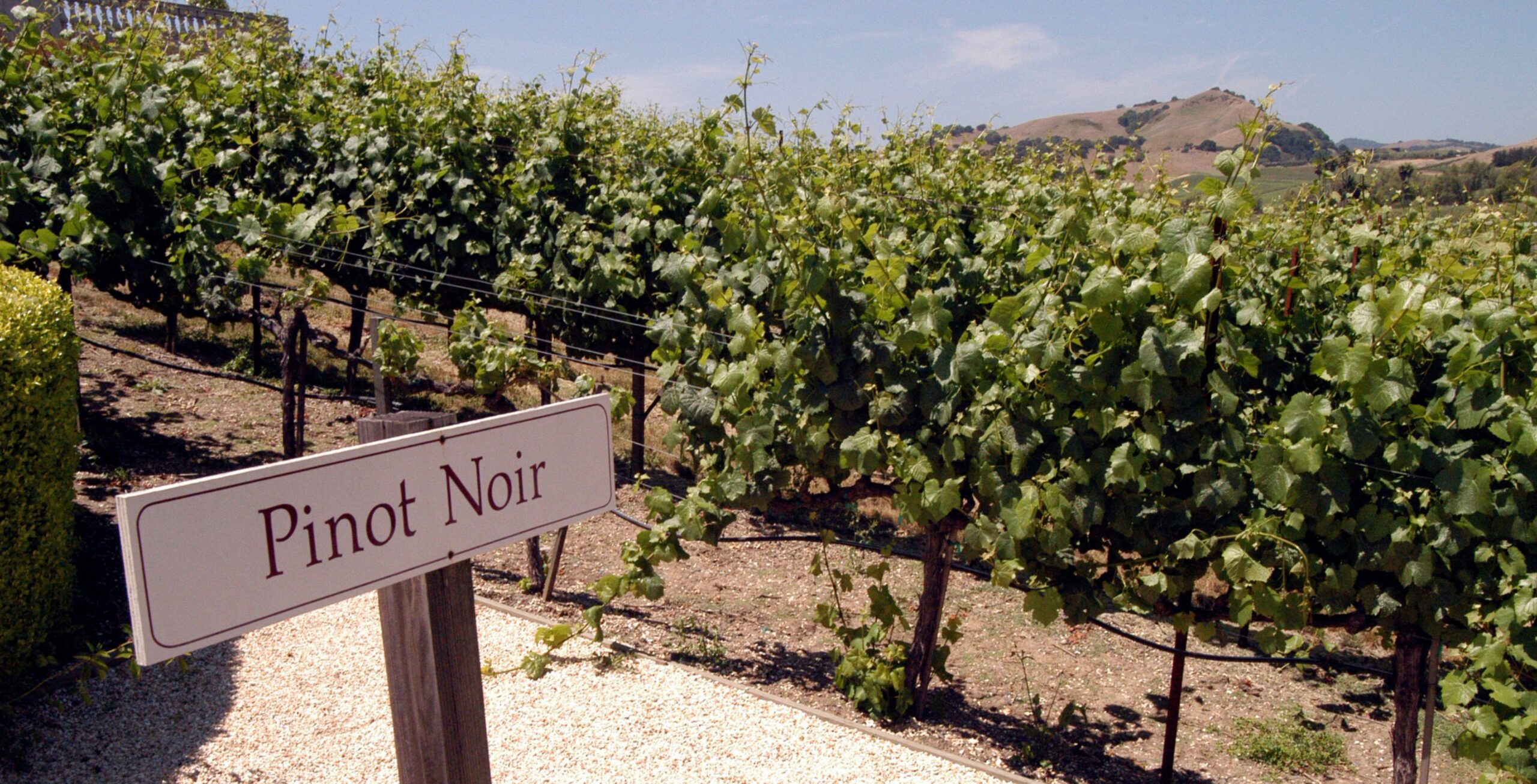 Vinmark med et skilt, hvor der står Pinot Noir
