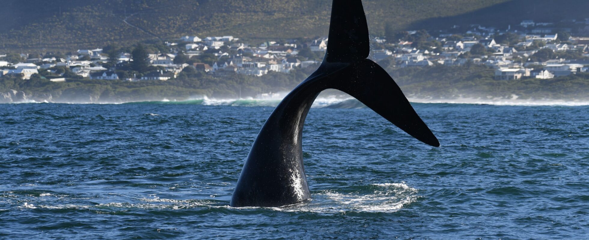 Hvalfinne som kommer op af vandet
