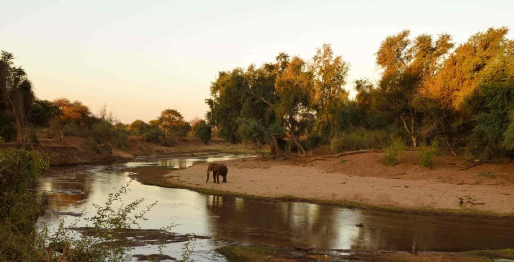 Elefant nær floden i Kruger Park