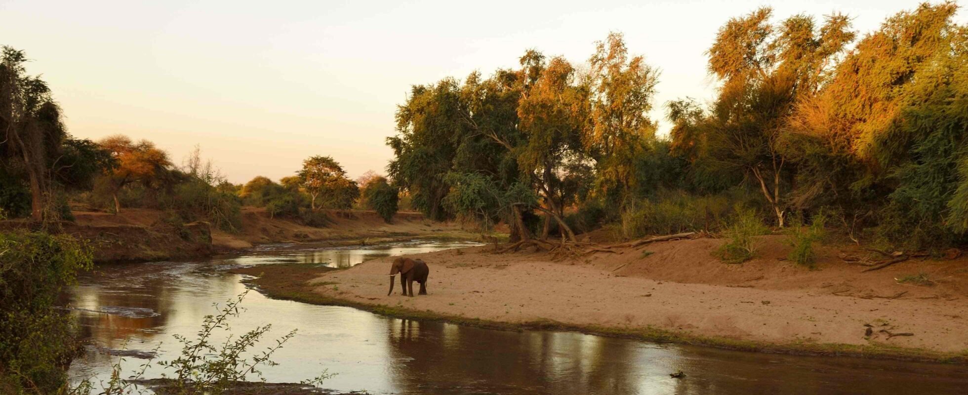 Elefant nær floden i Kruger Park
