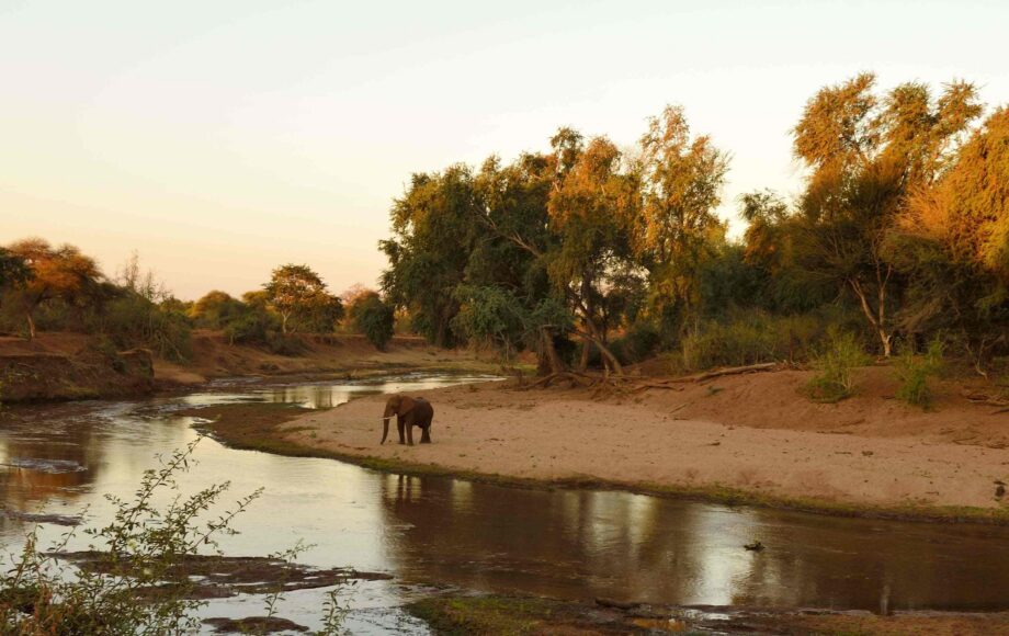 Elefant nær floden i Kruger Park