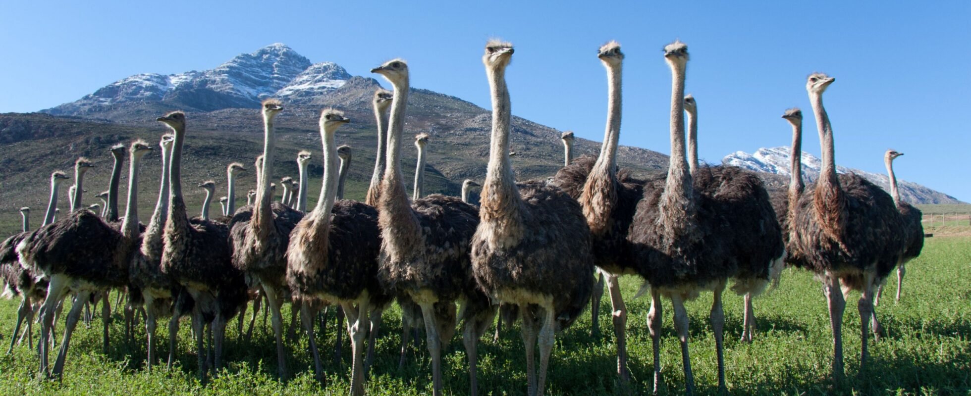 Alle strudvogler på række