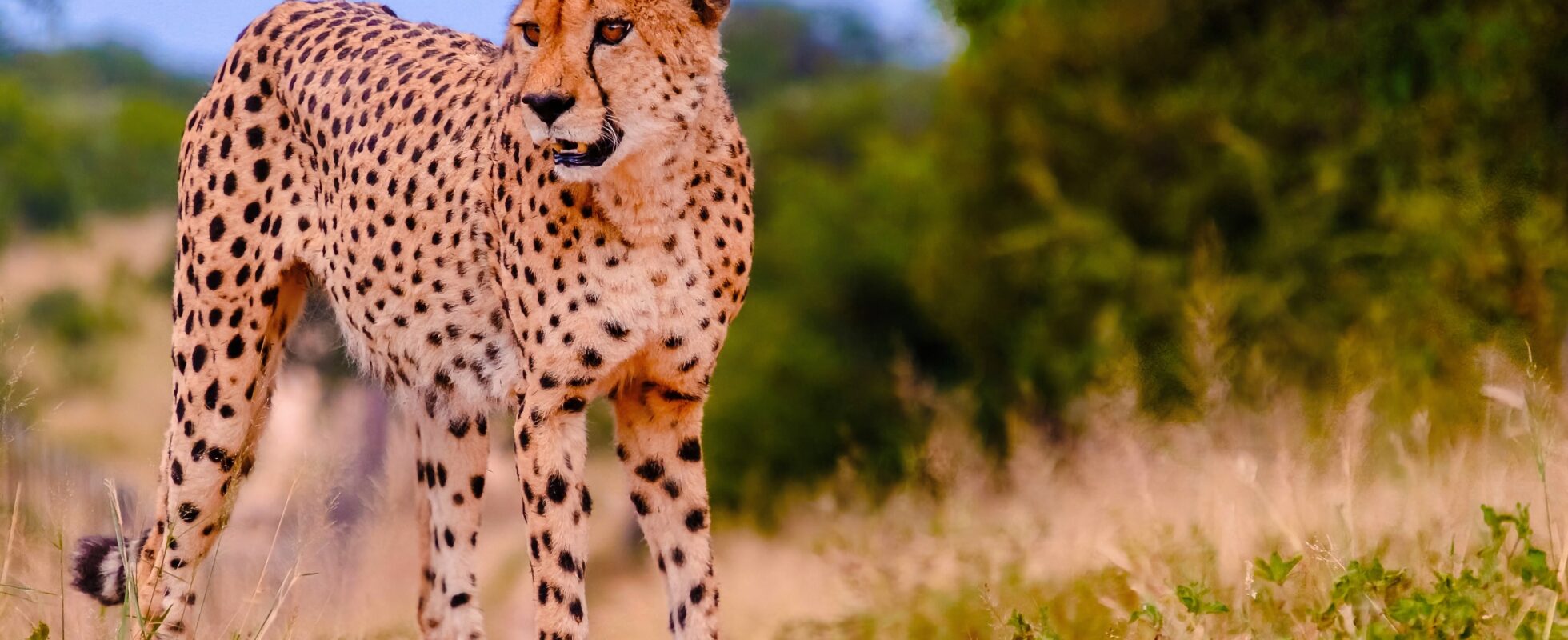 Cheetah