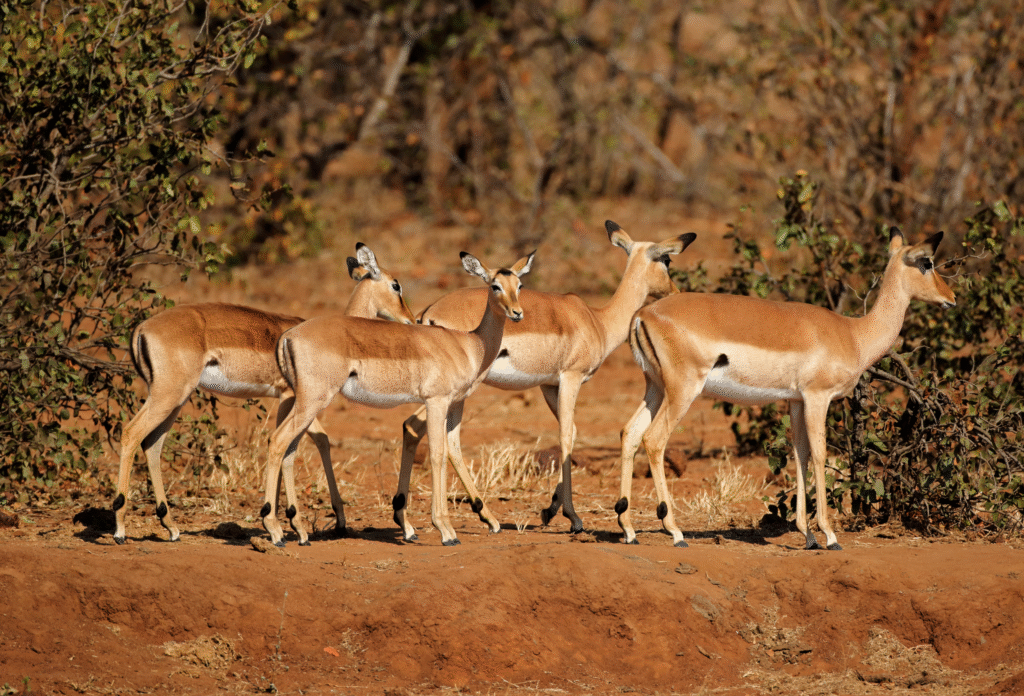 4 springbukke på række