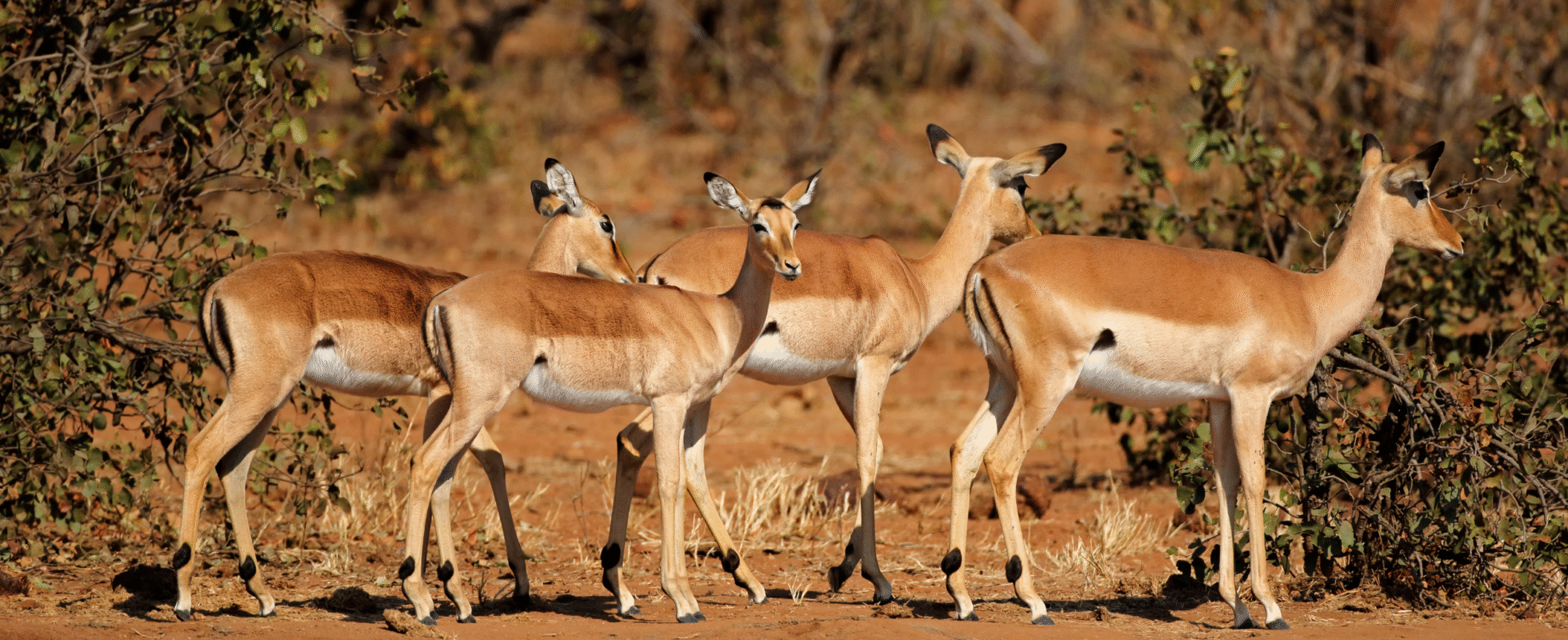 4 springbukke på række