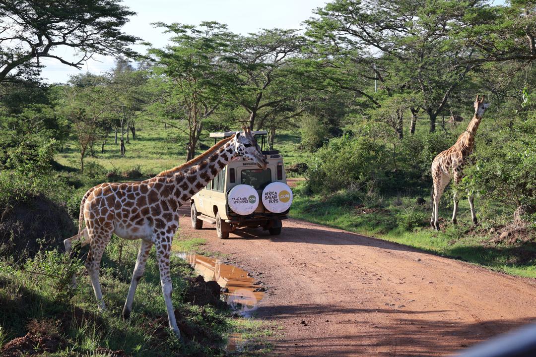 Jeep-safari i Lake Mburo National Park