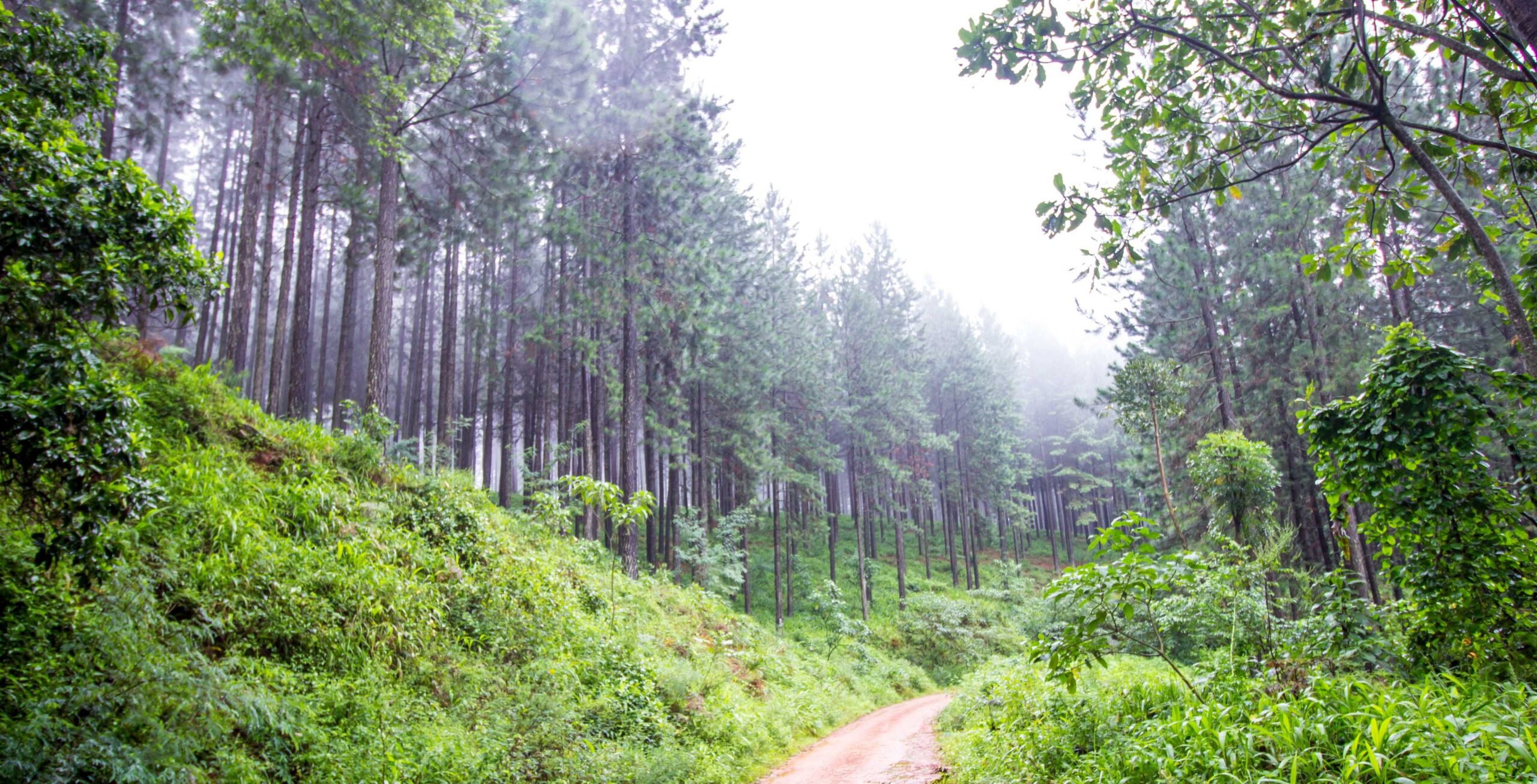 Kør fra Waterberg til Magoebaskloof