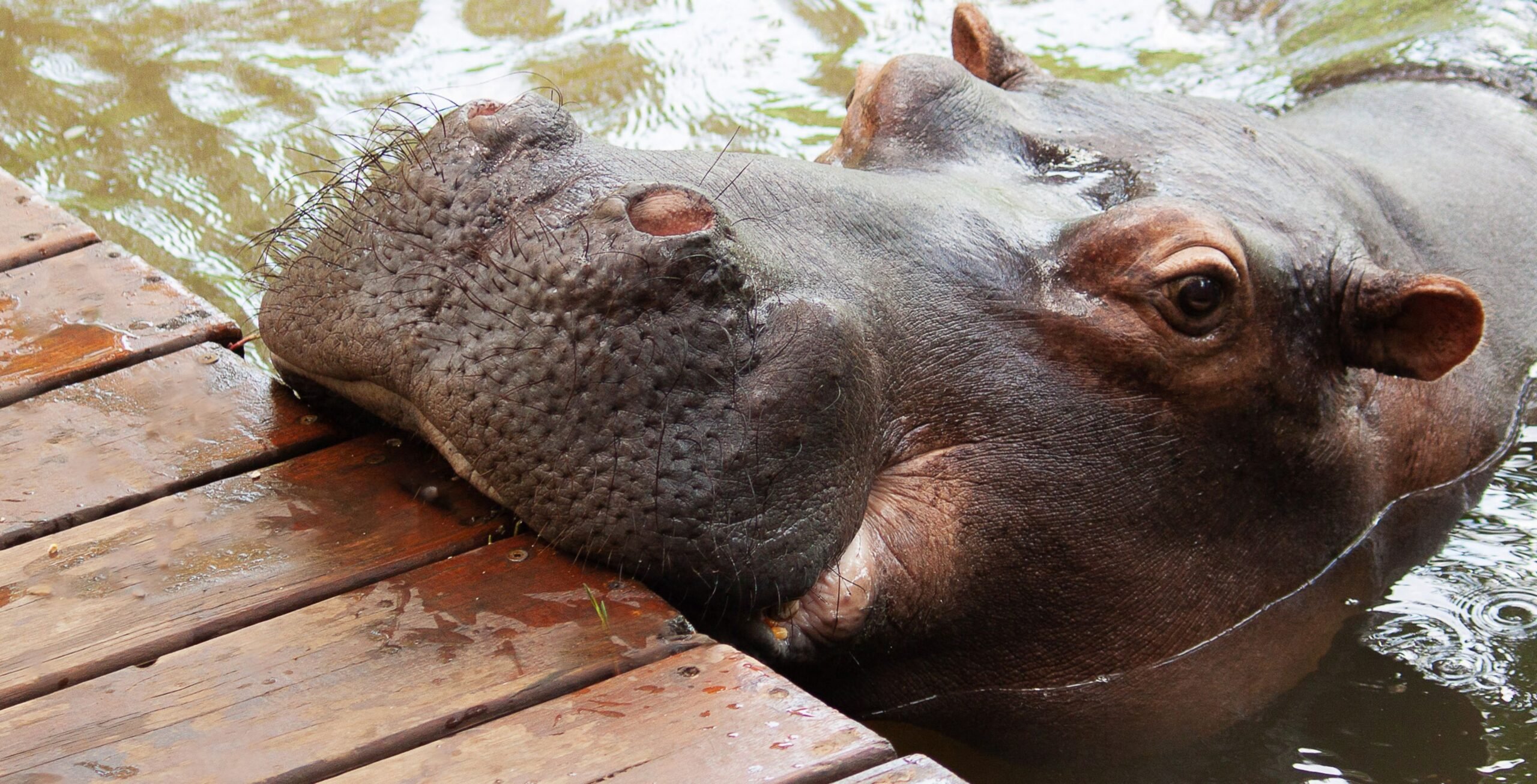 Meet Jessica the Hippo