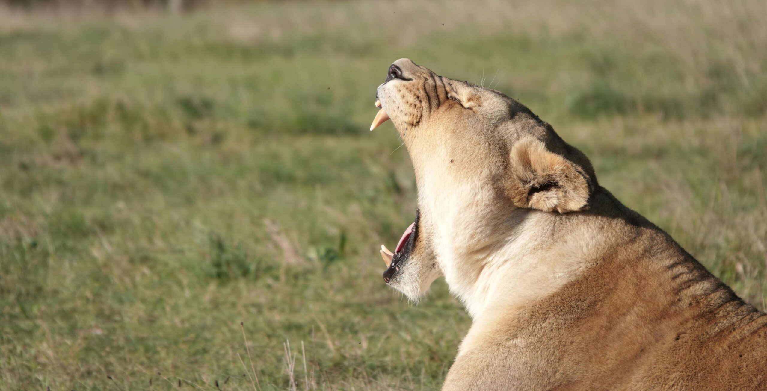 Kør fra Orpen Gate i Kruger National Park til Hoedspruit