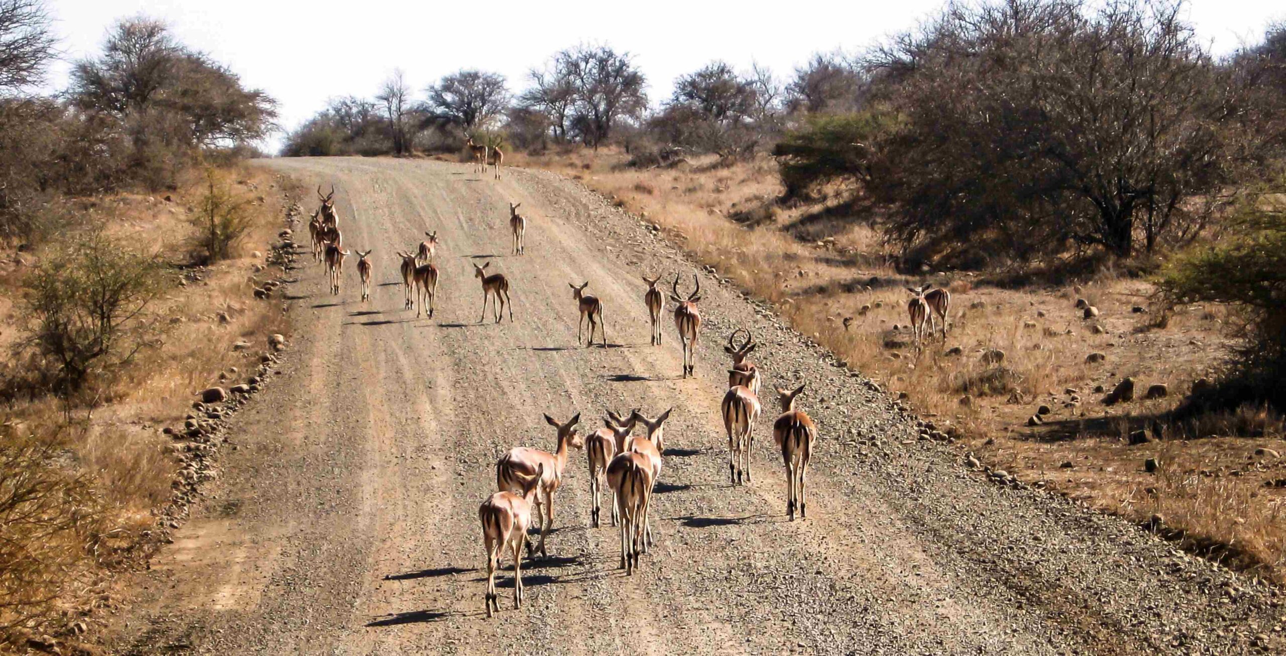 Kør fra Hoedspruit til Kruger National Park – Orpen Gate