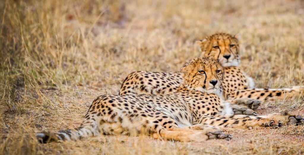 Cheetahs Khwai - Large