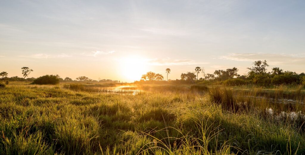 Solnedgang over Okavango-deltaet med frodig natur, flod og træer