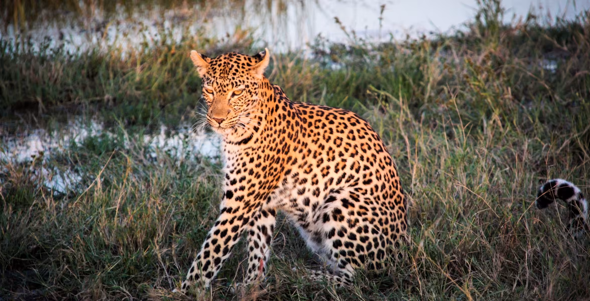 Savuti Mose (Chobe Nationalpark)