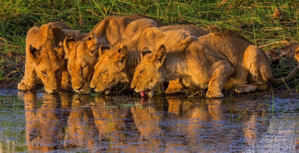 Fire løver på række, der drikker vand i Okavango-deltaet
