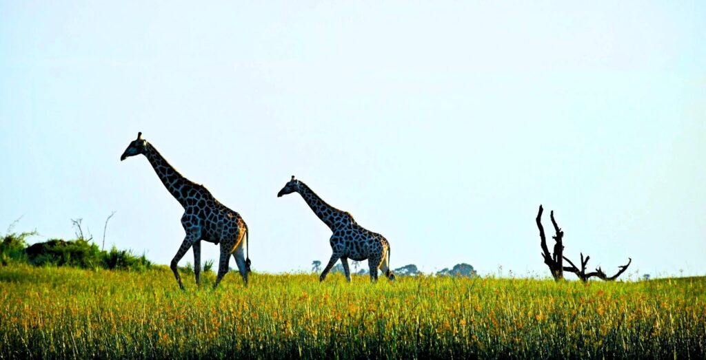 To giraffer går gennem frodigt græs i Okavango-deltaet