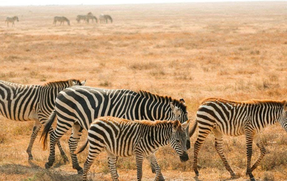 Fire zebraer vandrer over de tørre sletter i Chobe National Park.