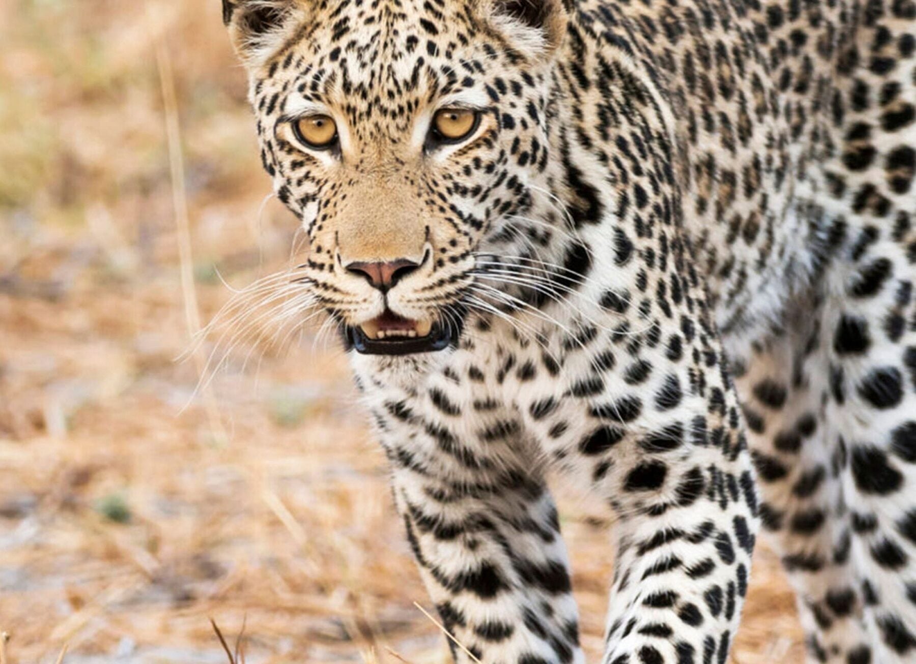 En smuk leopard vandrer over en tør græsslette.