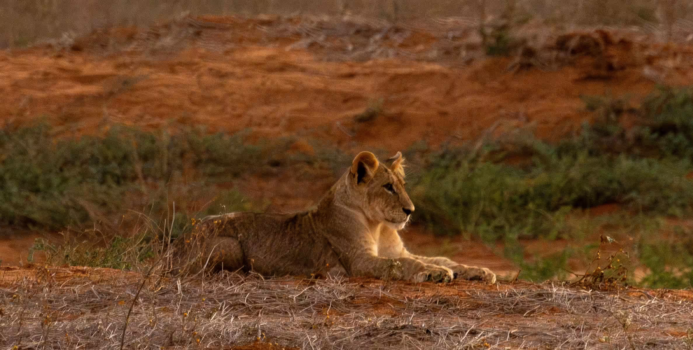 Safari i Ngutuni Wildlife Conservancy