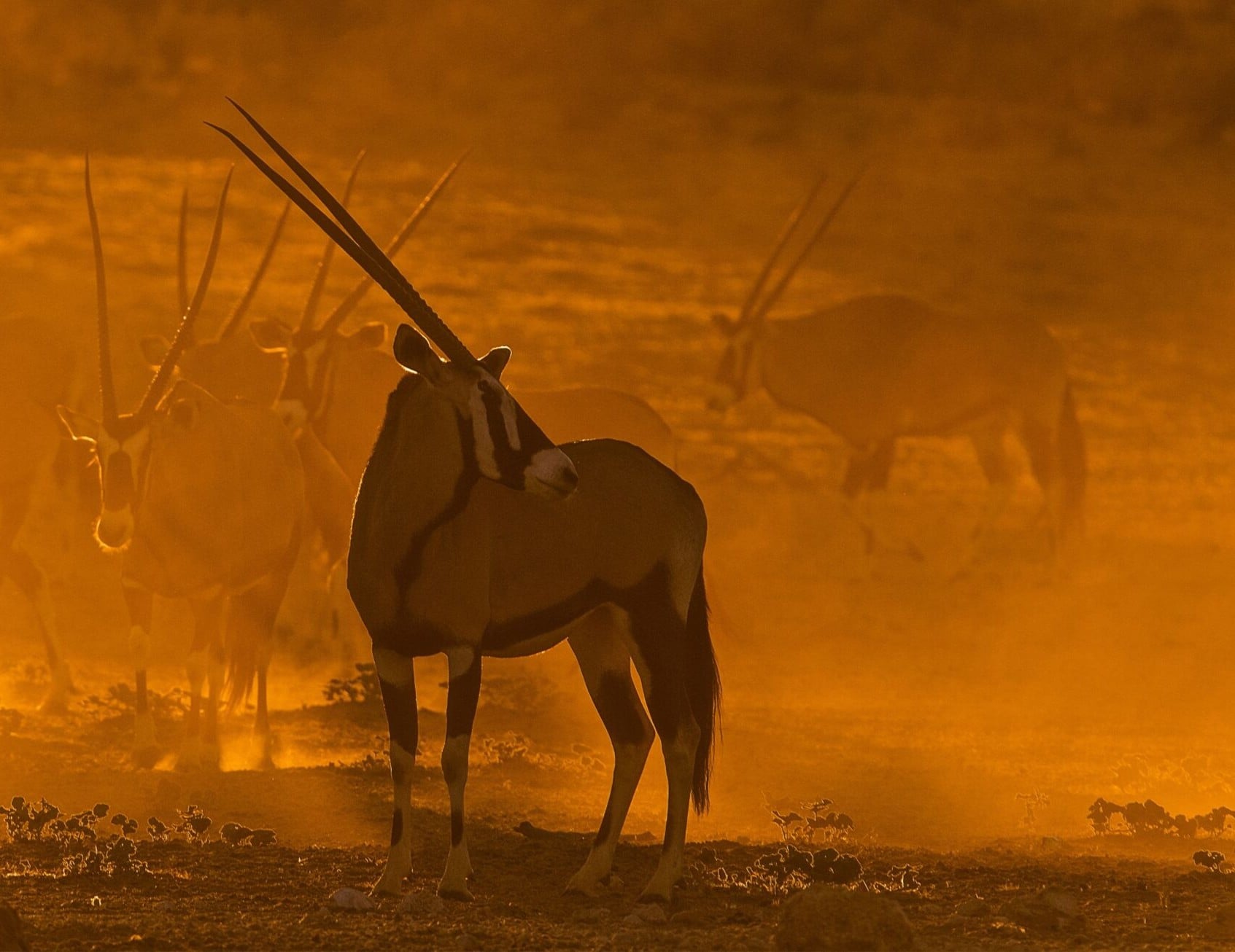 Gyldent støv hvirvler omkring en flok gemsbokke i Kgalagadi.