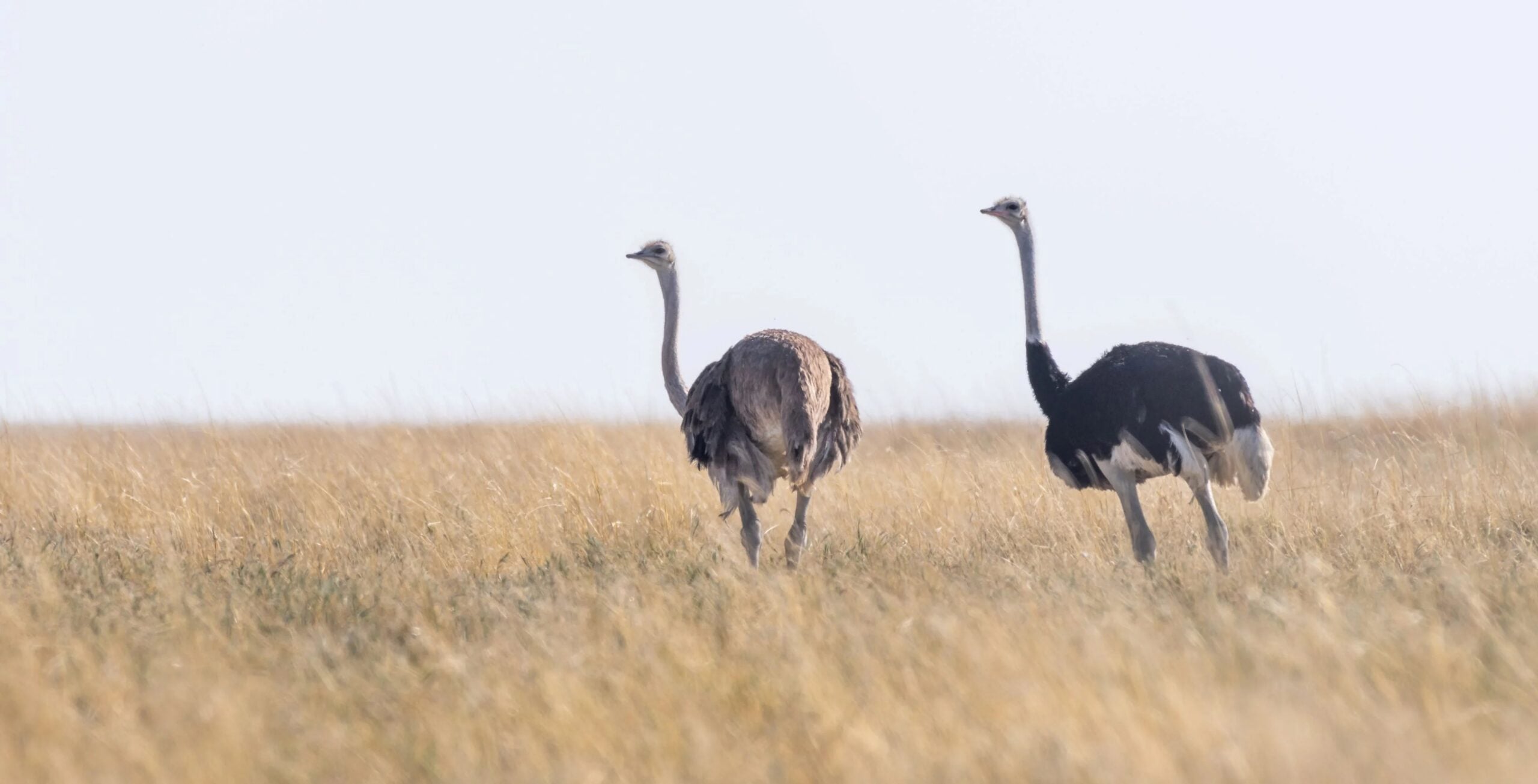 Two ostrich - Website pics