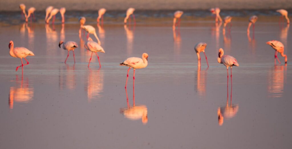 Flamingoer ved Boteti-floden i Makgadikgadi Pans i Botswana.
