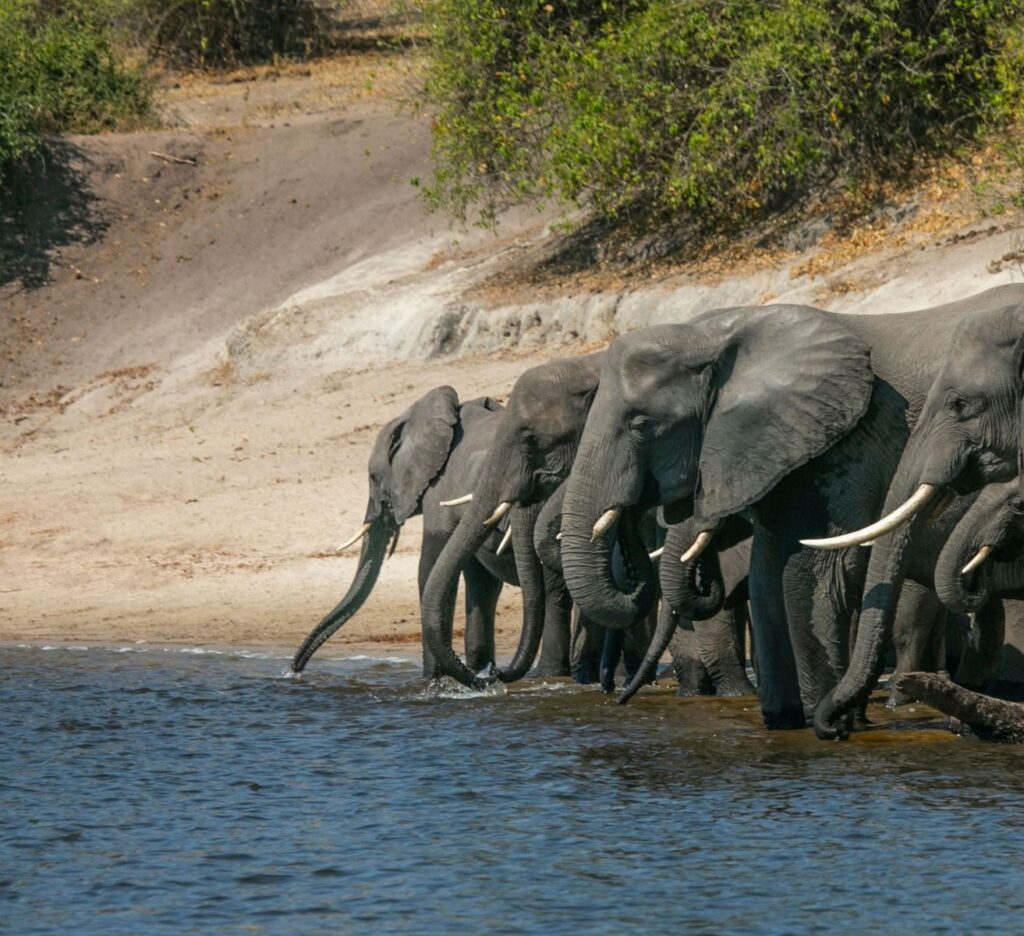 IM_BW_CNP_Elephant family drinking water