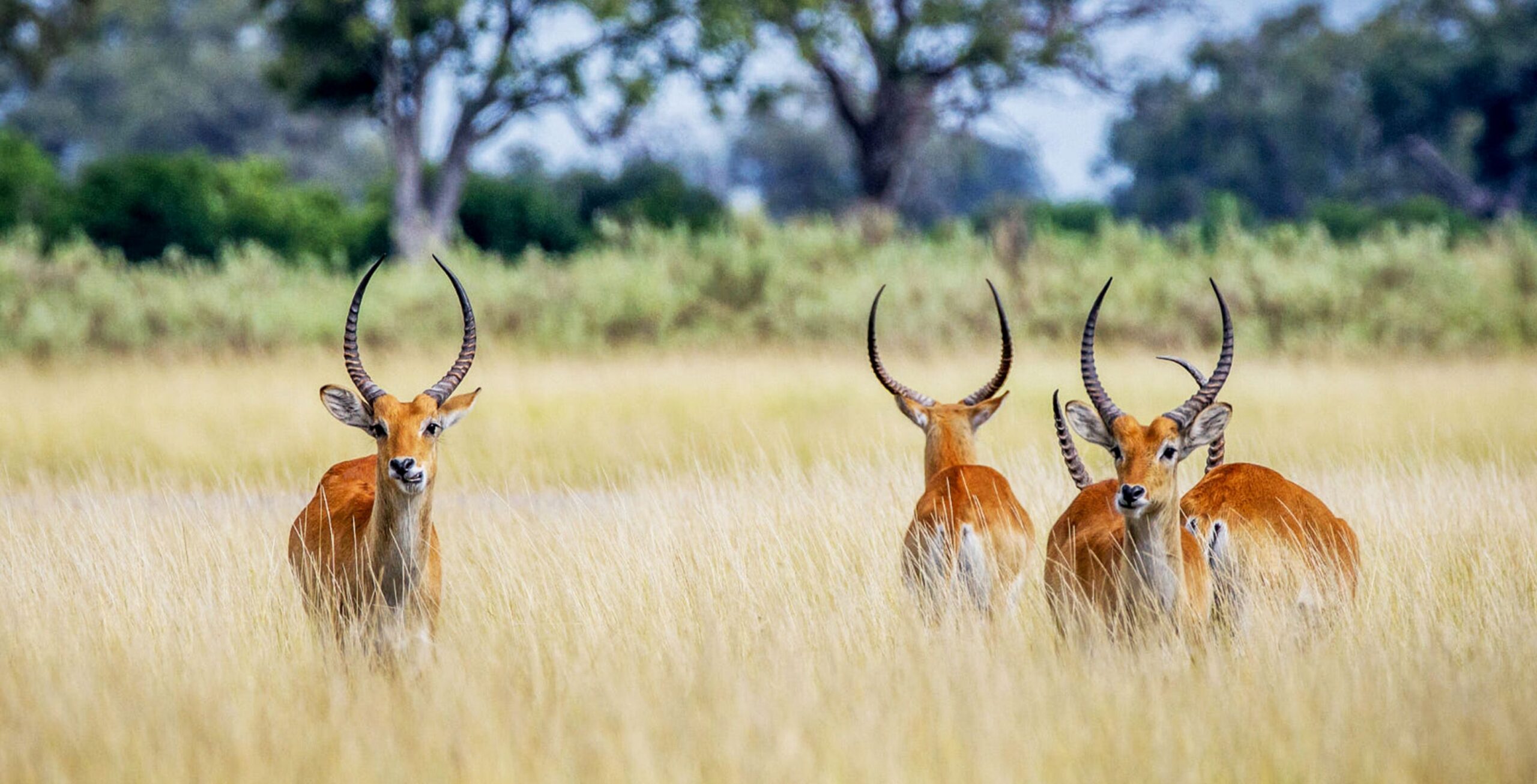 Fire røde lechwevandbukke står i det høje græs i Khwai, Botswana.