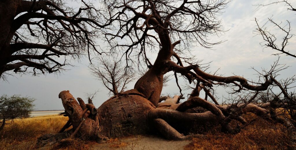 Kæmpe baobabtræ med en kæmpe rod i Nxai Pan i Botswana.