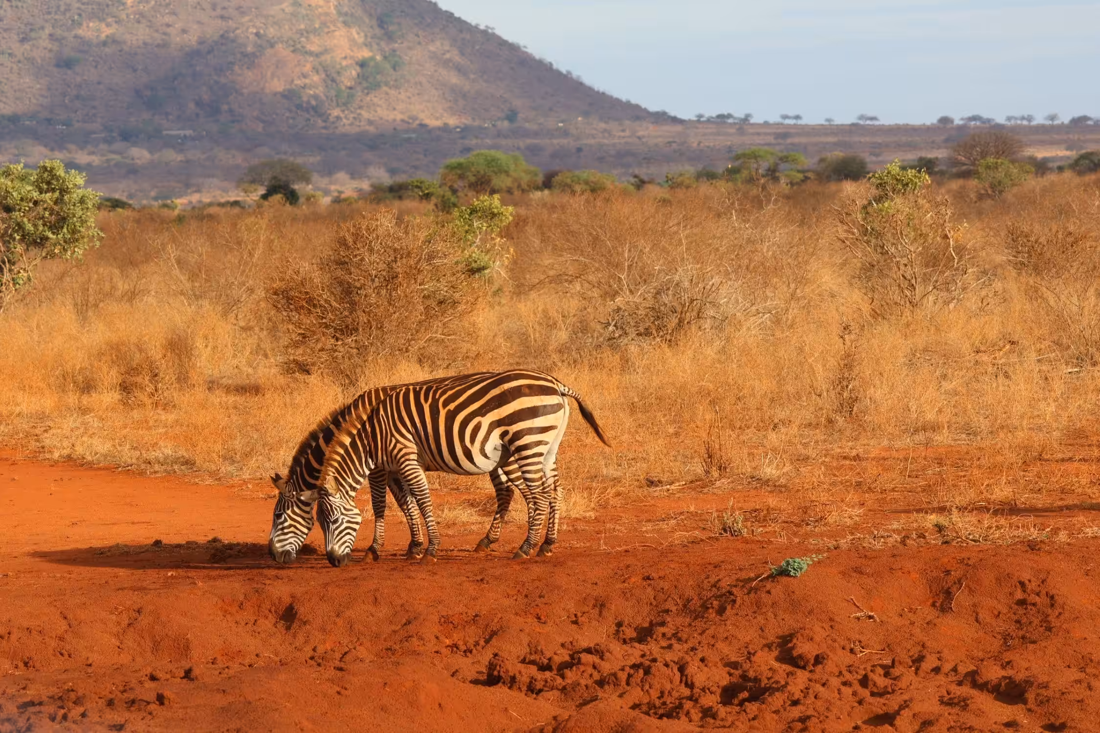 Kørsel fra Mombasa til Ngutuni Conservancy