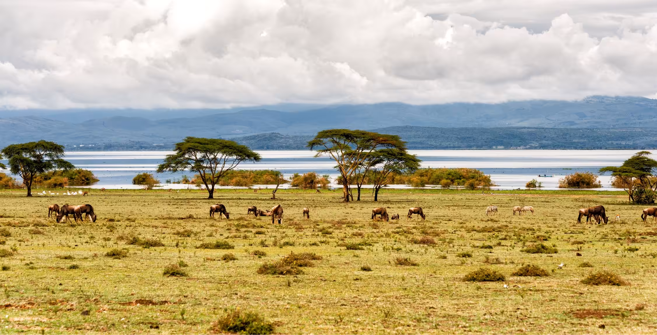 Kørsel fra Masai Mara National Reserve til Lake Naivasha