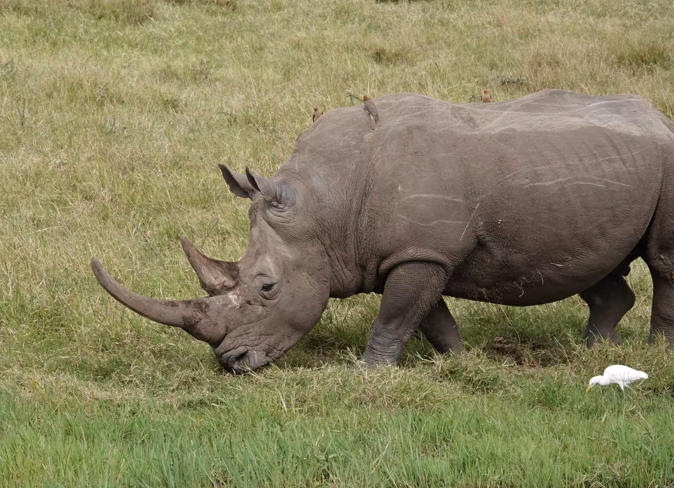 Kørsel fra Nairobi til Ol' Pejeta Conservancy