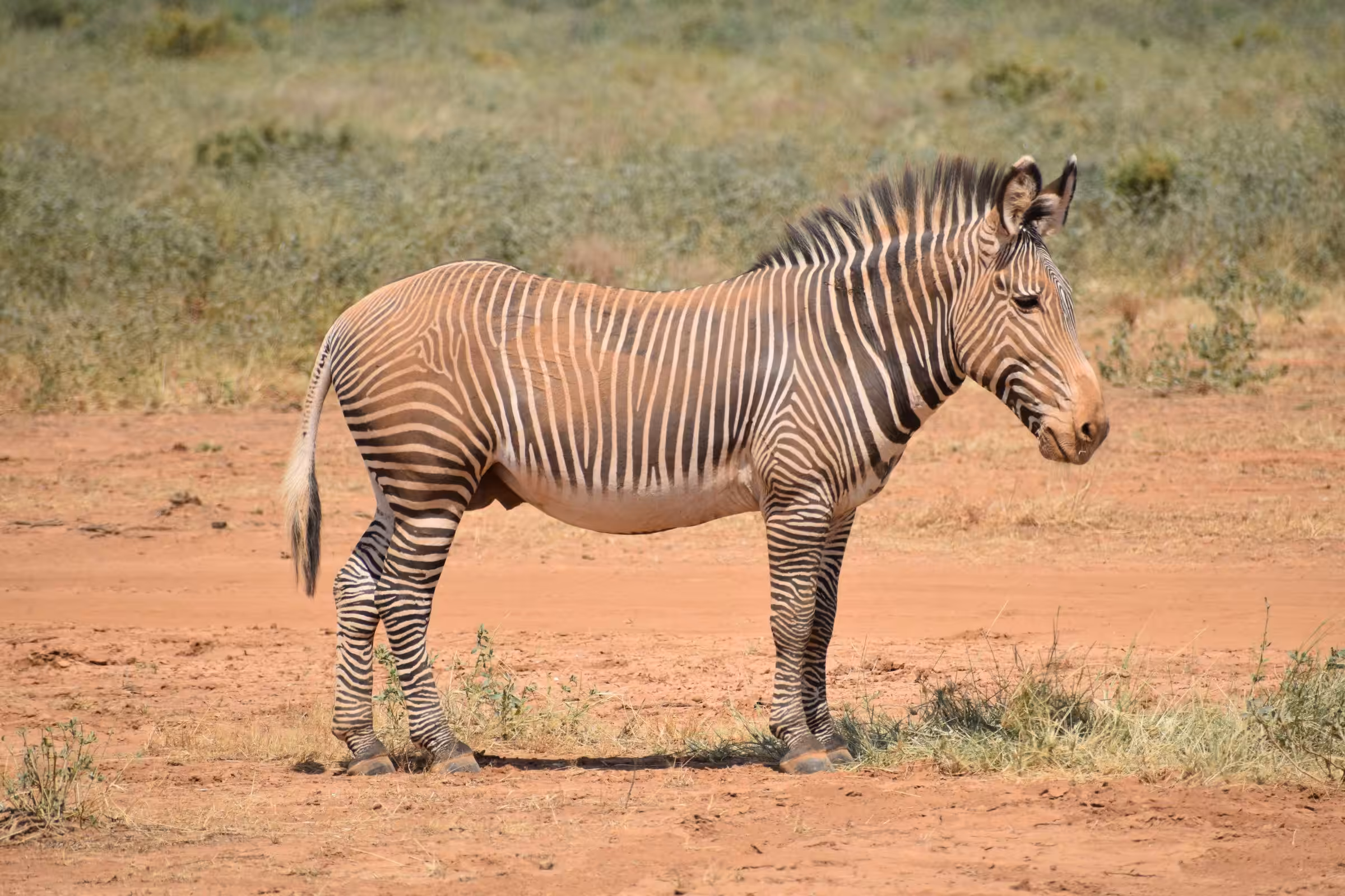 Kørsel fra Ol' Pejeta Conservancy til Samburu National Reserve