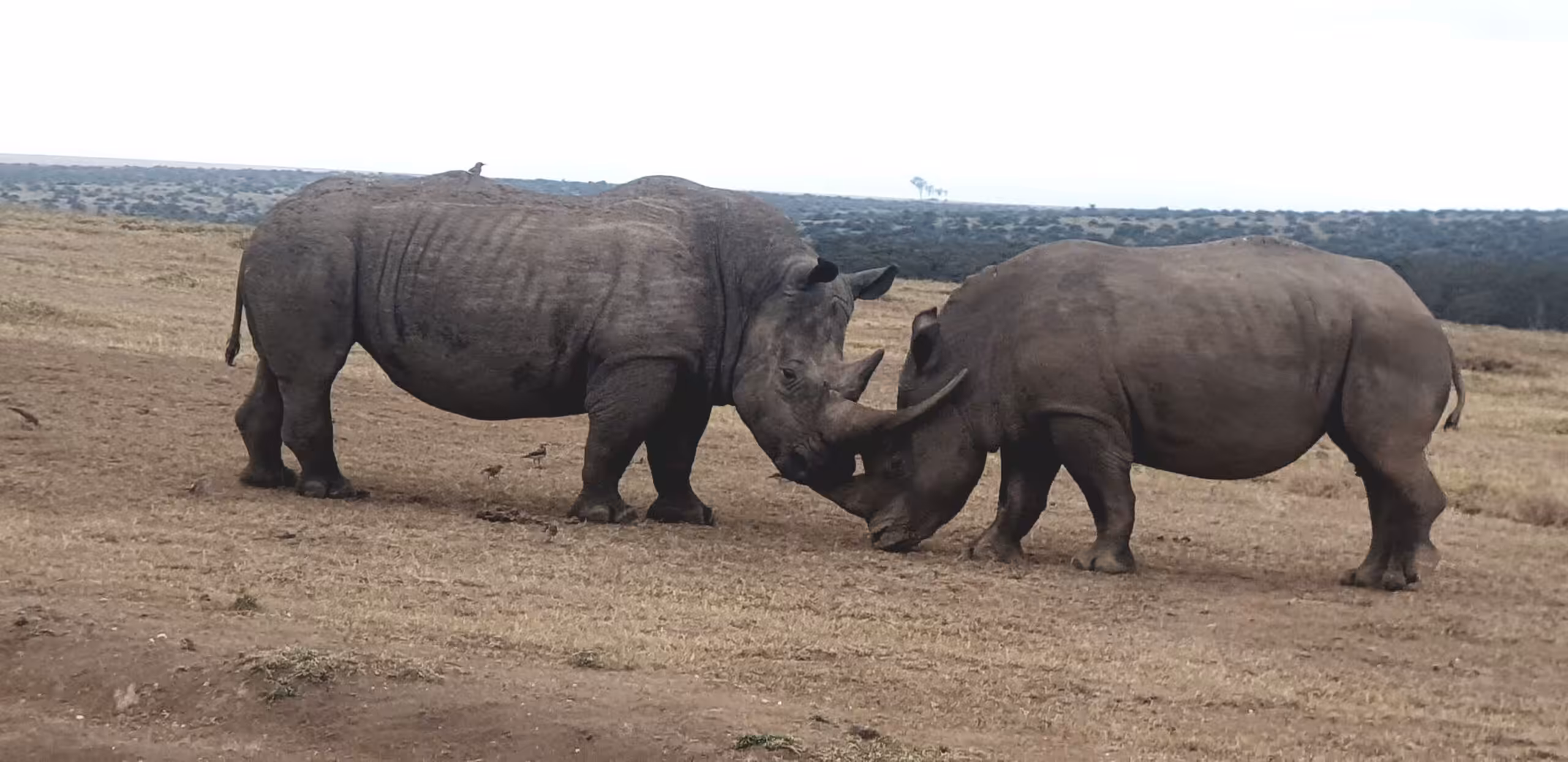 Kørsel fra Samburu National Reserve til Solio Ranch Conservancy