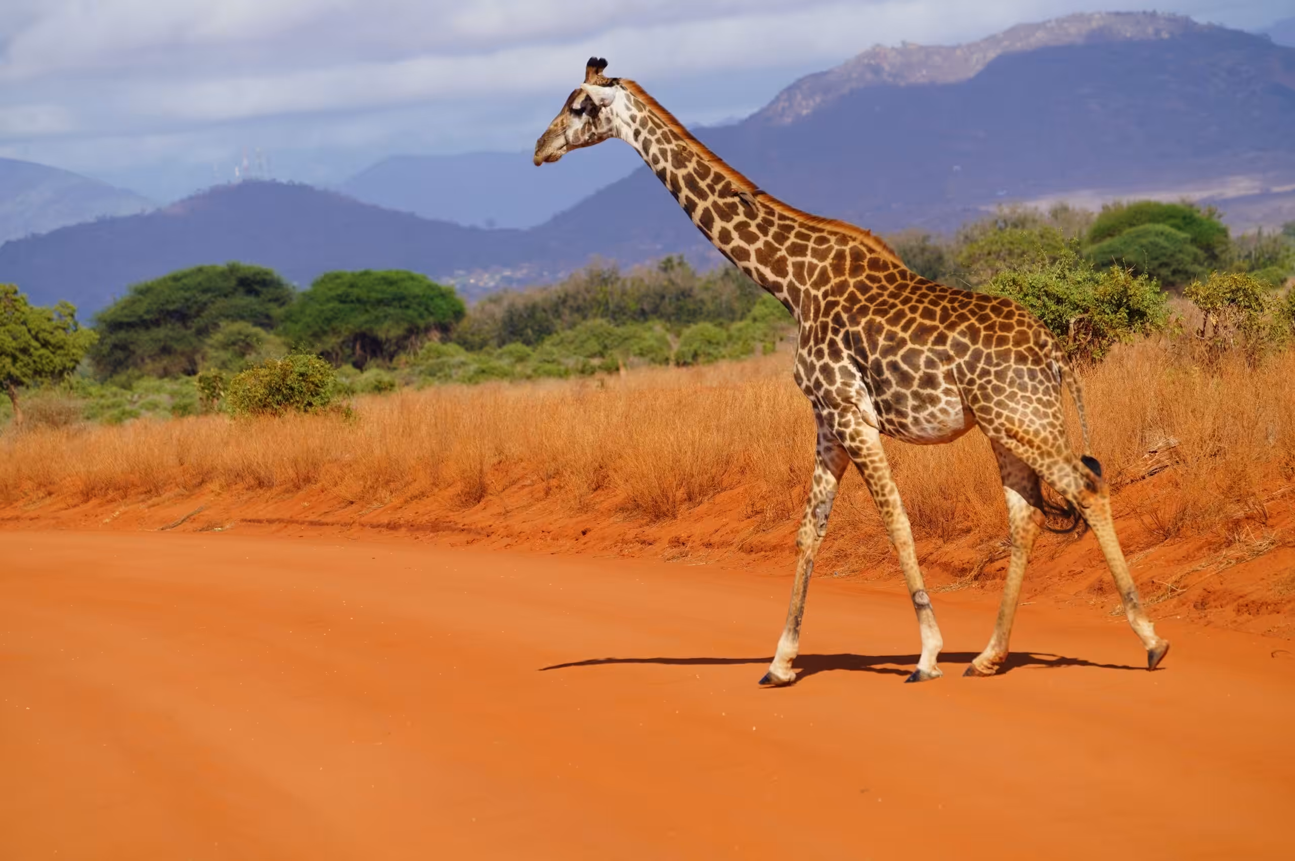 Kørsel fra Amboseli National Park til Tsavo East National Park