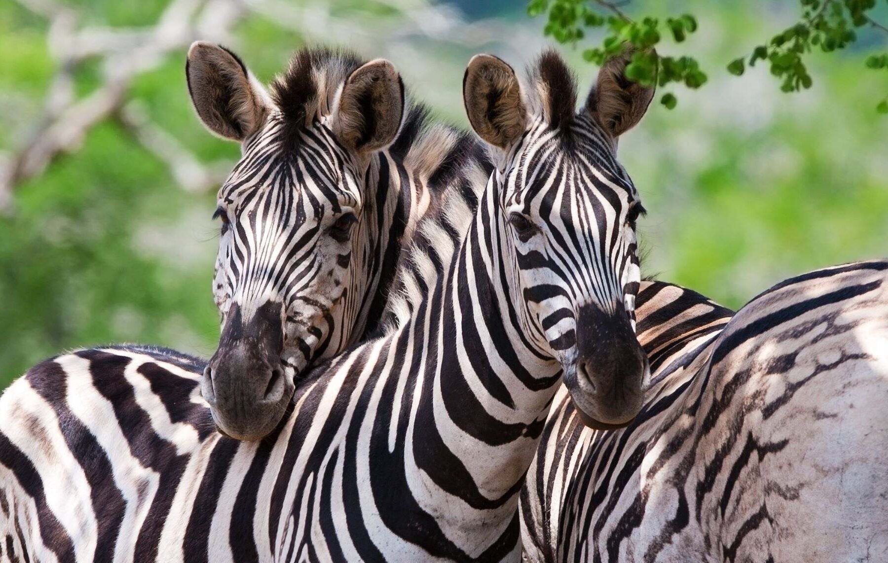 To zebraer står ved siden af ​​hinanden og kigger mod kameraet i Kruger National Park.